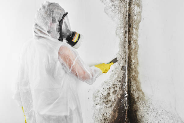 Trusted Salinas, CA Mold Removal Experts