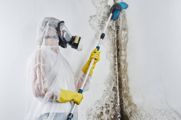 Best Mold Testing  in Salinas, CA
