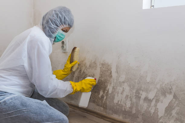 Best Residential Mold Removal  in Salinas, CA