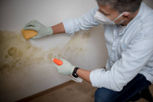 Home Mold Removal in Salinas, CA