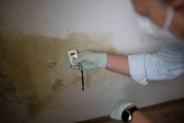 Mold Removal and Inspection in Salinas, CA