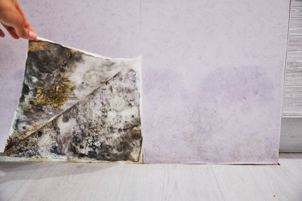 Best Affordable Mold Removal  in Salinas, CA